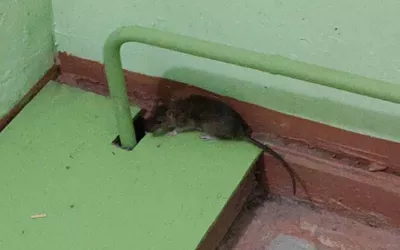 Уничтожение мышей в подъезде жилого дома дома в Назарево