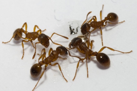 Уничтожение муравьев   в Назарьево 