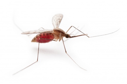 Уничтожение комаров   в Назарьево 